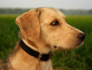 selective focus photography of dog near grass field thumbnail